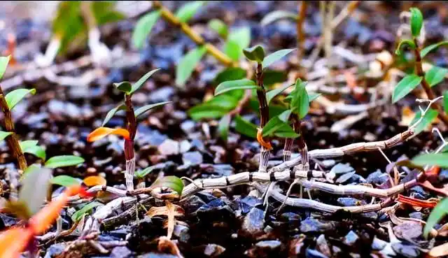 30 methods of planting iron and stone