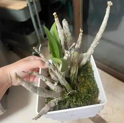 30 methods of planting iron and stone