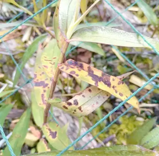 30 methods of planting iron and stone