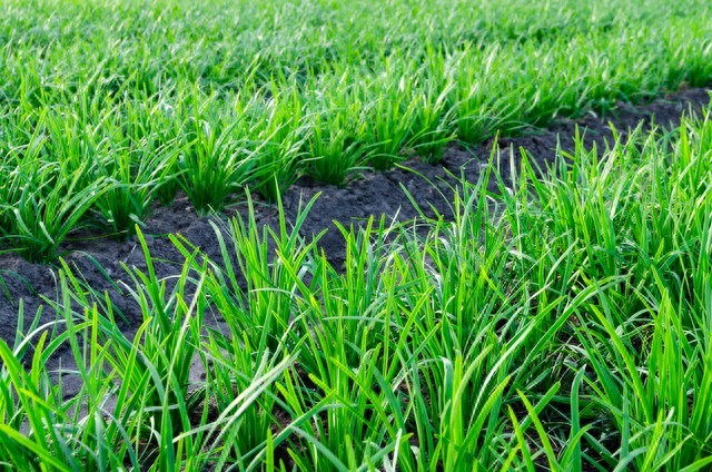 韭菜种植方法和时间？一看就知道