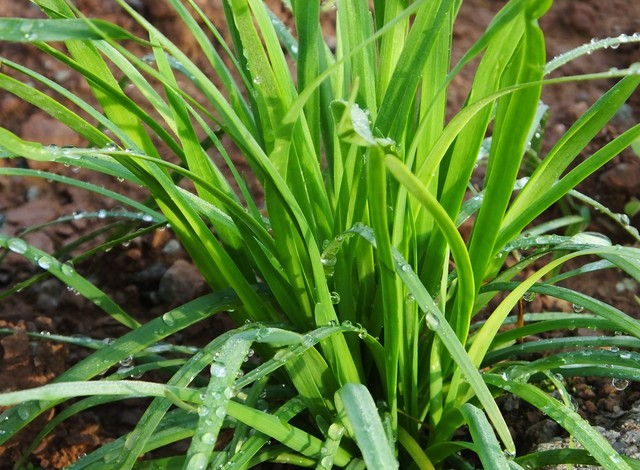 韭菜种植最简单方法