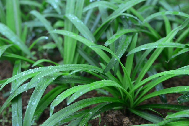 韭菜种植最简单方法