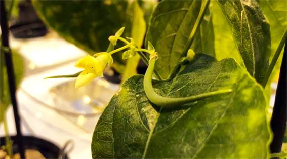 月球种植蔬菜图片