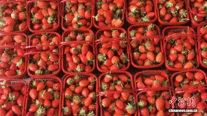 大棚有机草莓种植技术