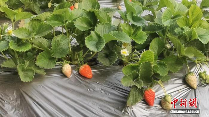 大棚有机草莓种植技术