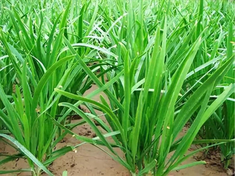 The simplest way to grow cuisine