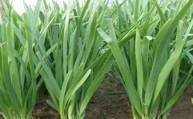 The simplest way to grow cuisine