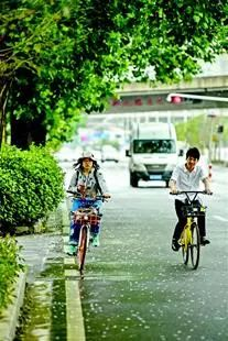 速生法桐种植技术