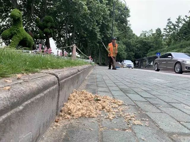 速生法桐种植技术