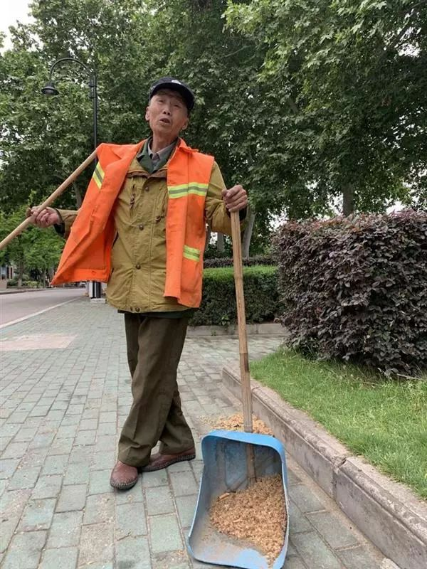 速生法桐种植技术