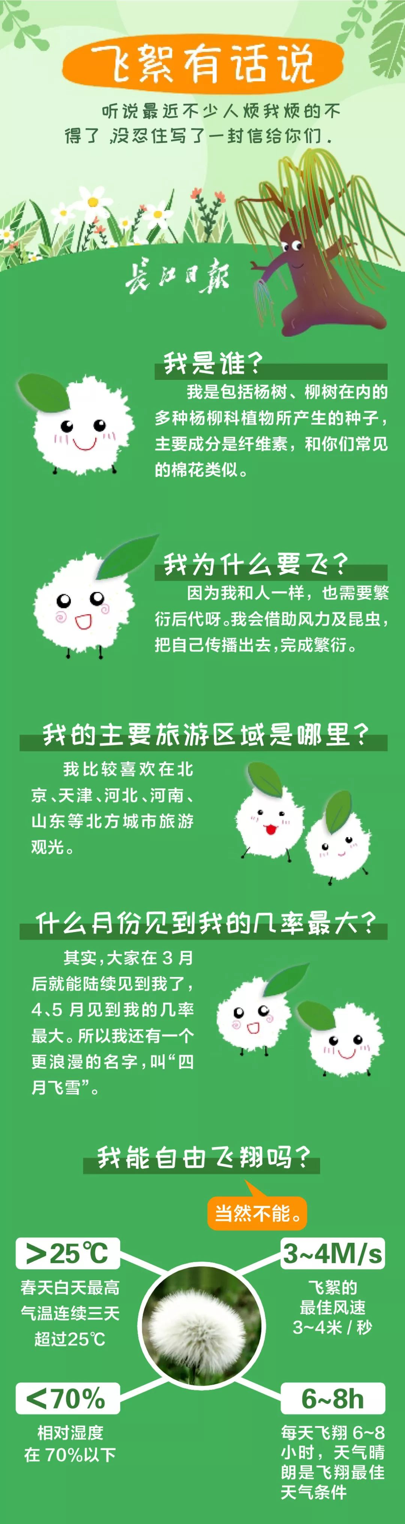 速生法桐种植技术