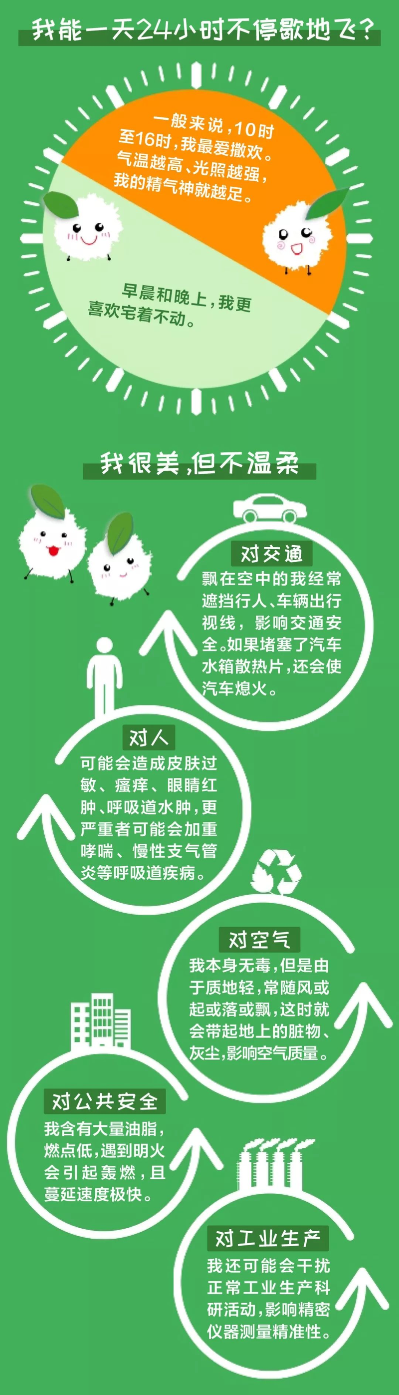 速生法桐种植技术