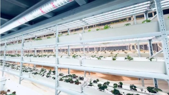 大棚有机草莓种植技术