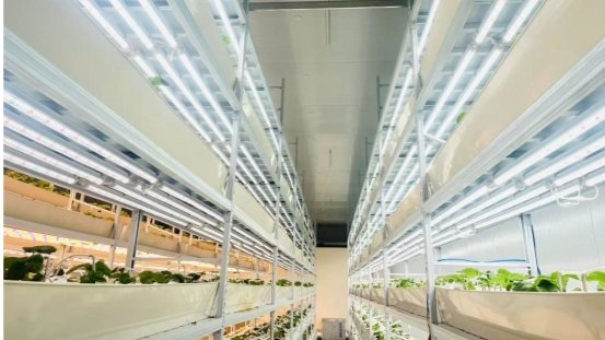 大棚有机草莓种植技术