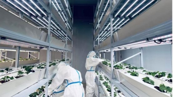 大棚有机草莓种植技术