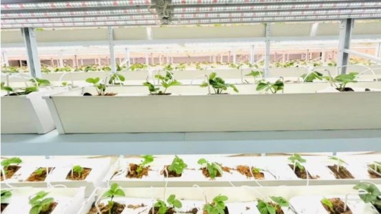 大棚有机草莓种植技术