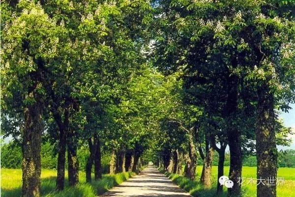 速生法桐种植技术