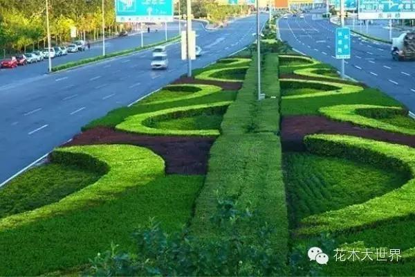 速生法桐种植技术