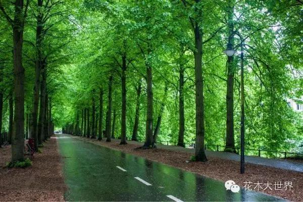 速生法桐种植技术