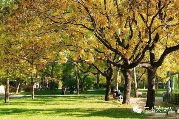 速生法桐种植技术