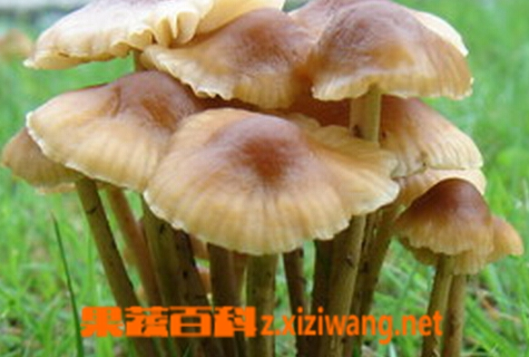 黑枸杞种植技术视频