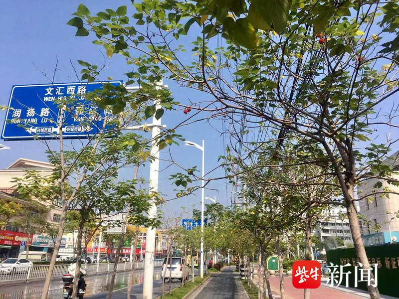 速生法桐种植技术