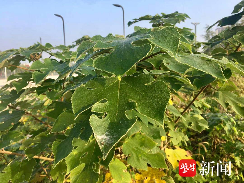 速生法桐种植技术