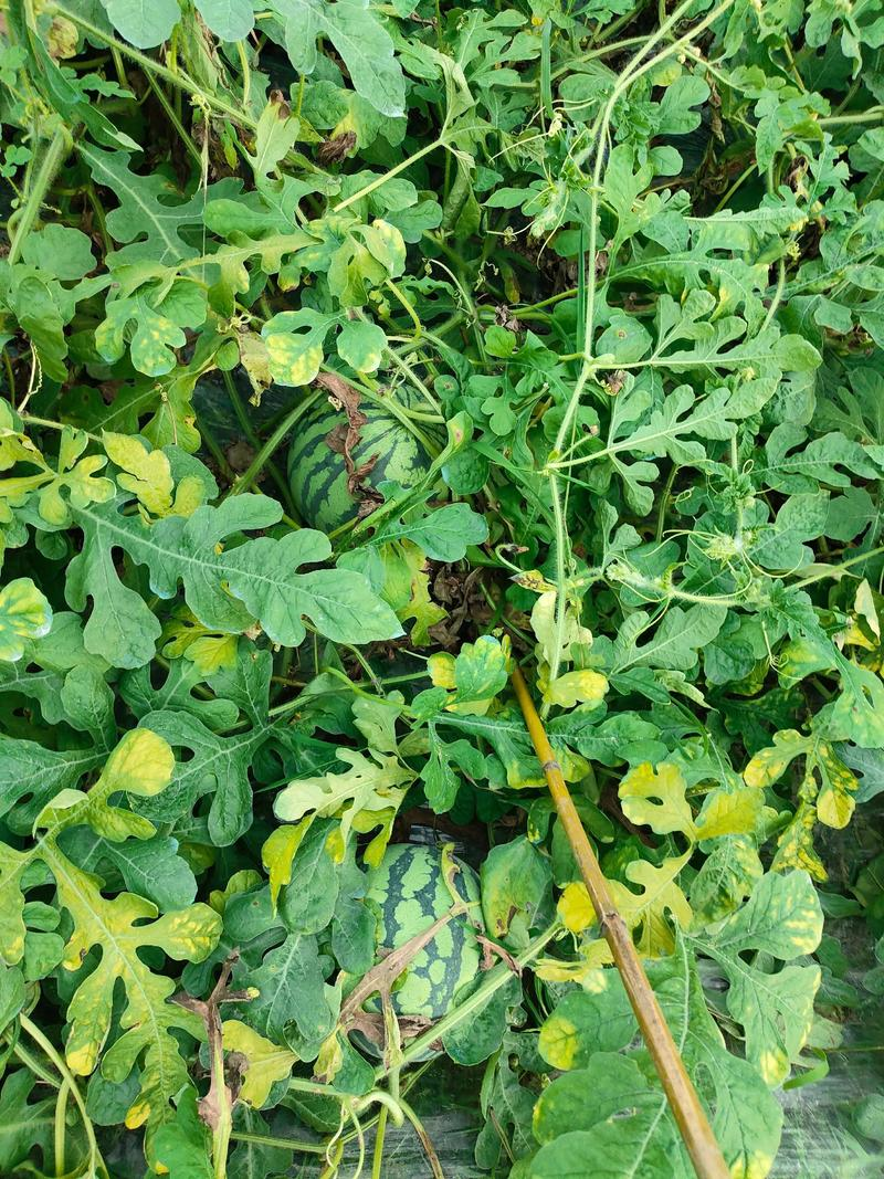 怎样提高无籽西瓜的坐瓜率