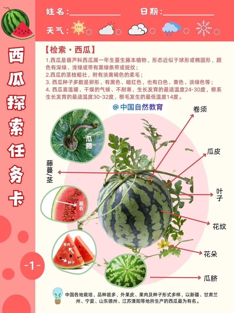 无籽西瓜种植技术