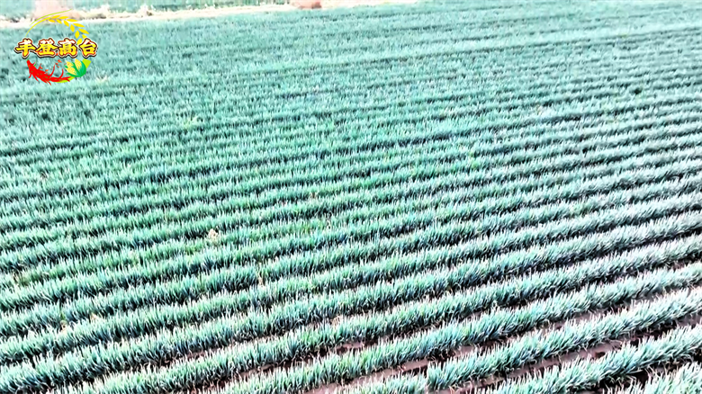 铁杆大葱种植技术视频