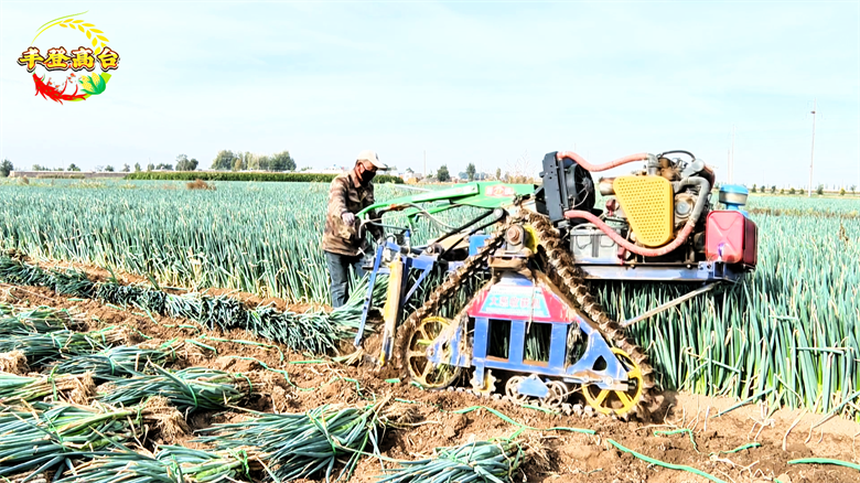 铁杆大葱种植技术视频