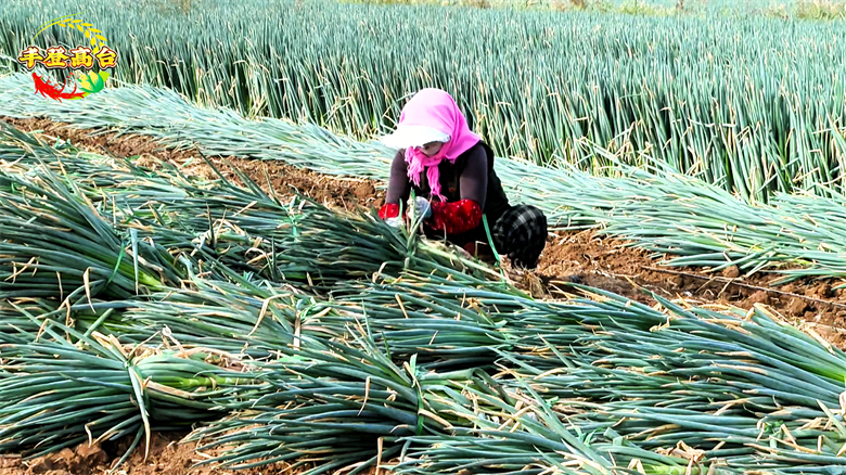 铁杆大葱种植技术视频
