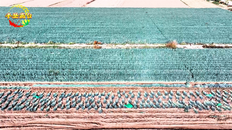 铁杆大葱种植技术视频