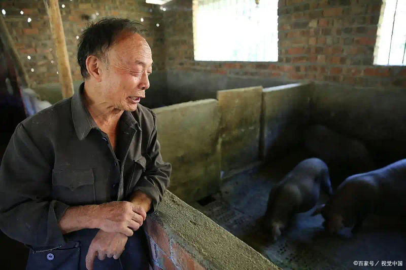 猪肉价格上涨对生猪养殖生产响