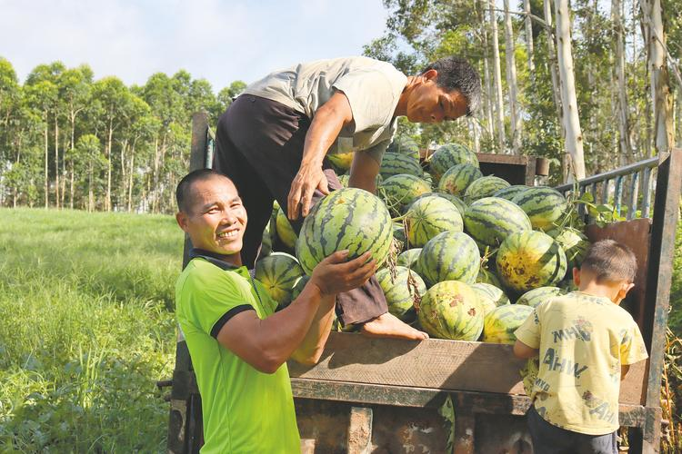 Zhejiang 842 watermelon cultivation techniques