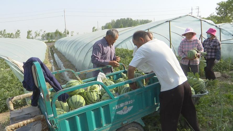 Zhejiang 842 watermelon cultivation techniques