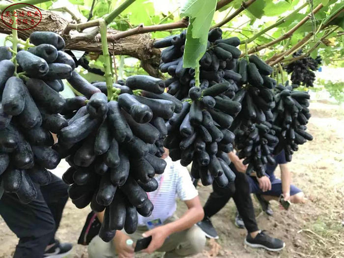 Rose grape cultivation techniques
