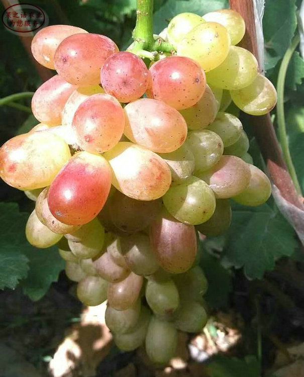 Rose grape cultivation techniques