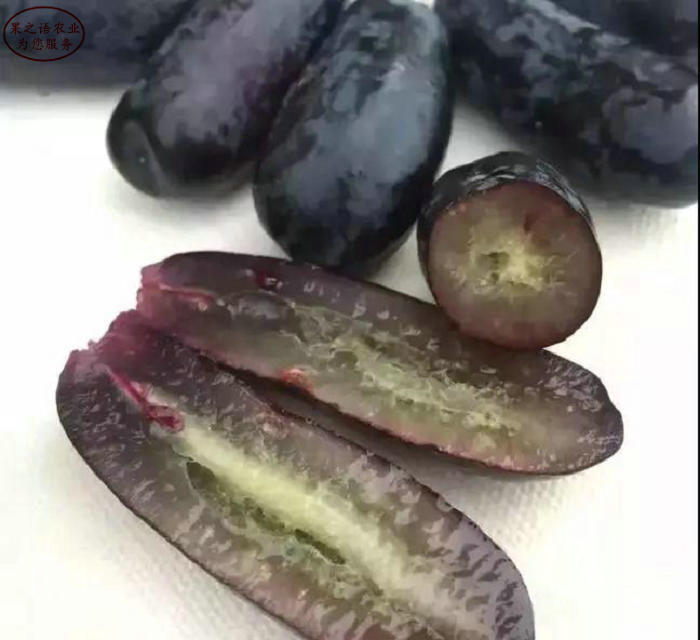 Rose grape cultivation techniques