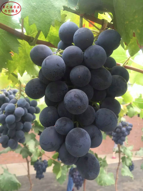 Rose grape cultivation techniques