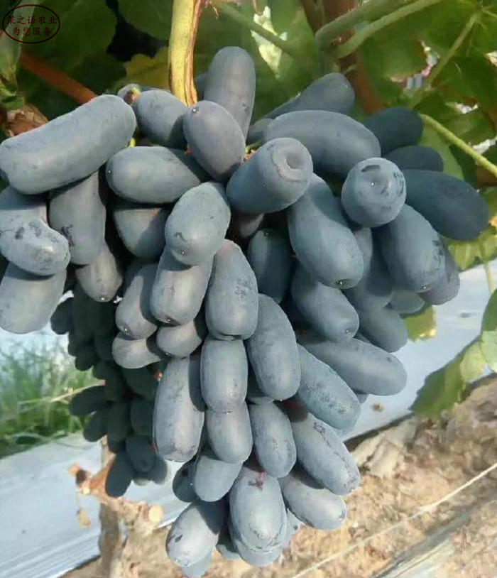 Rose grape cultivation techniques