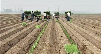 铁杆大葱种植技术视频