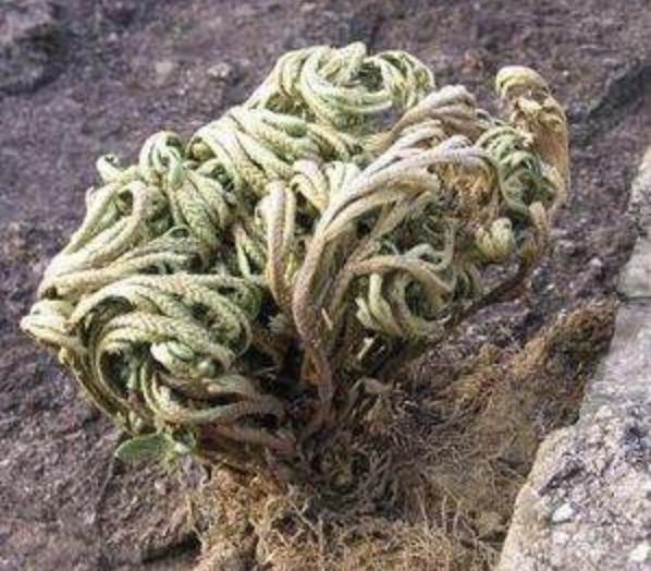 Voltage cultivation methods