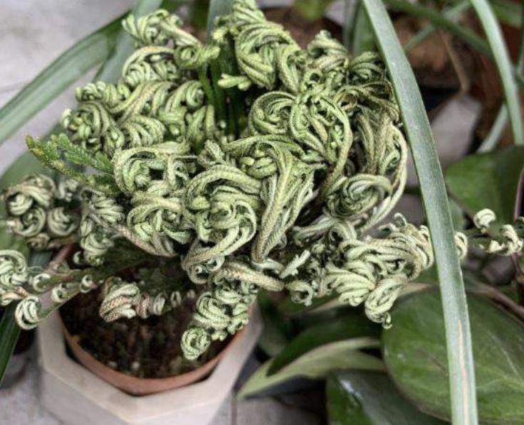 Voltage cultivation methods