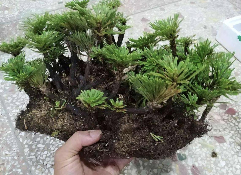 Voltage cultivation methods