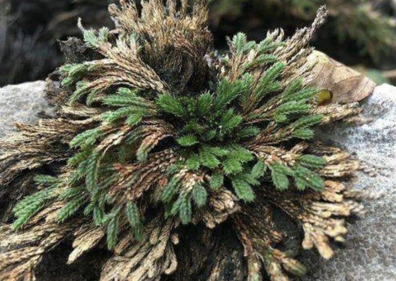 Voltage cultivation methods