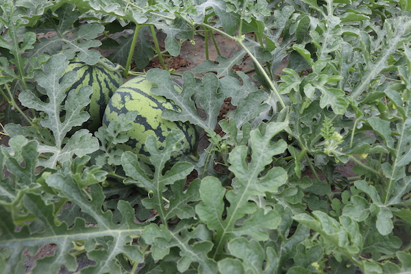 浙江8424西瓜种植技术