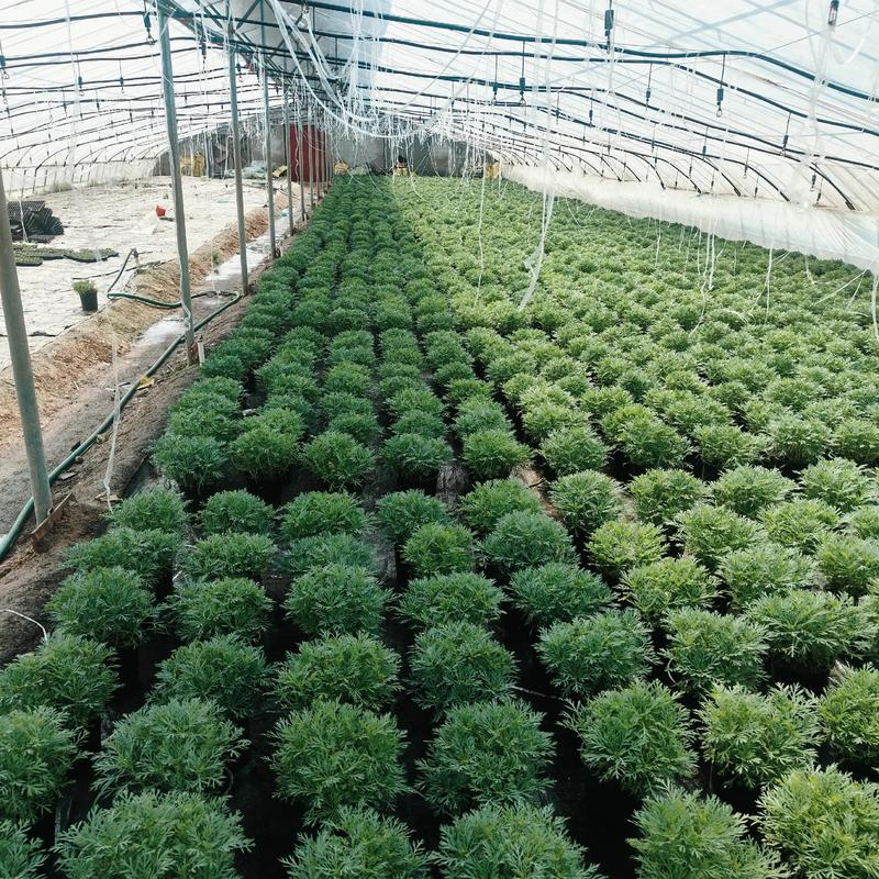 苗圃苗木种植技术