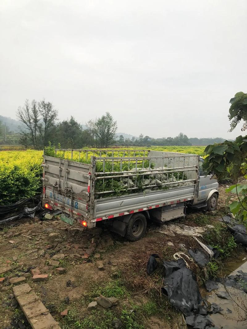 苗圃苗木种植技术