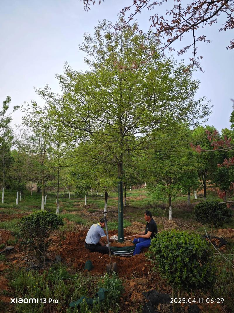 苗圃苗木种植技术